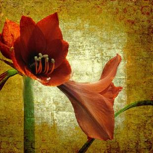 Art: Stately Amaryllis by Artist Carolyn Schiffhouer