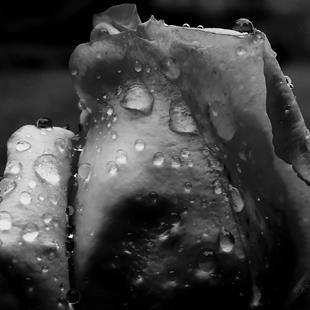 Art: Rain on roses 3 by Artist Windi Rosson