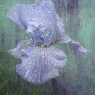 Art: Glory Blue by Artist Carolyn Schiffhouer