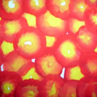 Art: Sunlit Poppies - sold by Artist Gallery Elite 