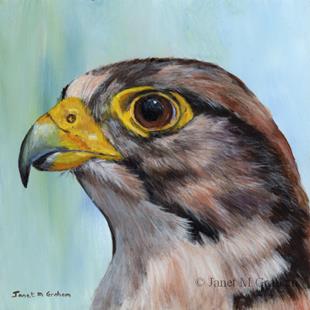 Art: Lanner Falcon by Artist Janet M Graham
