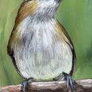 Art: Red Eyed Vireo ACEO by Artist Janet M Graham