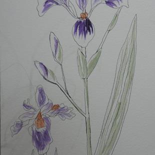 Art: japanese iris by Artist Nancy Denommee   