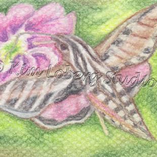 Art: Sphinx Hawk Moth by Artist Kim Loberg