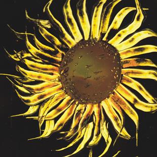 Art: Sunflower by Artist Leonard G. Collins