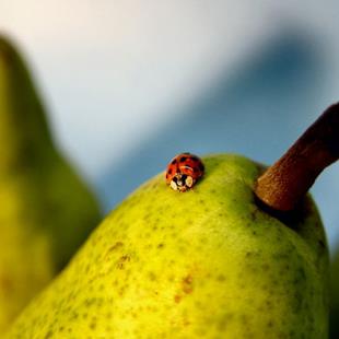 Art: Ladybug and Pears by Artist W. Kevin Murray