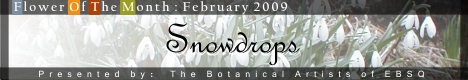 Banner for Flower of the Month: Snow Drops art show
