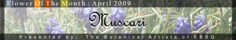 Banner for Flower of the Month: Muscari art show