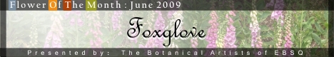 Banner for Flower of the Month: Foxglove art show