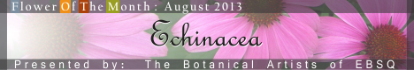 Banner for Flower of the Month: Echinacea art show
