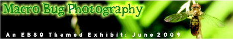 Banner for Macro Bug Photography art show