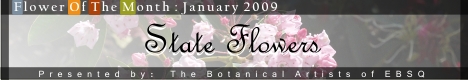 Banner for Flower of the Month: State Flowers art show