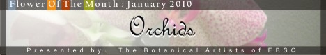 Banner for Flower of the Month: Orchids '10 art show