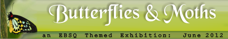 Banner for Butterflies & Moths art show