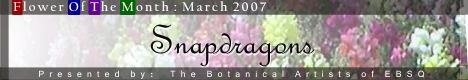 Banner for Flower of the Month: Snapdragons art show