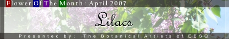 Banner for Flower of the Month: Lilac art show