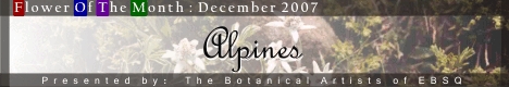 Banner for Flower of the Month: Alpines art show