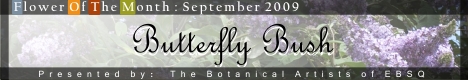 Banner for Flower of the Month: Butterfly Bush art show