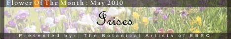 Banner for Flower of the Month: Irises art show