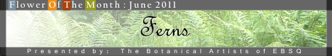 Banner for Ferns art show