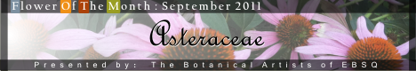 Banner for Flower of the Month: Asteraceae (daisy family) art show