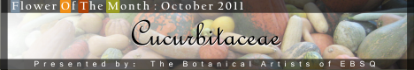 Banner for Flower of the Month: Cucurbitaceae art show