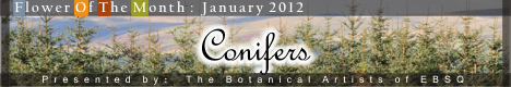 Banner for Flower of the Month: Conifers art show