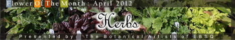 Banner for Flower of the Month: Herbs art show