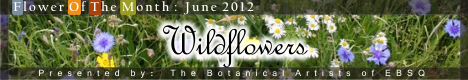 Banner for Flower of the Month: Wildflowers art show