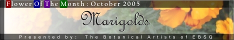 Banner for Flower of the Month: Marigolds art show