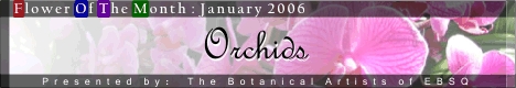 Banner for Flower of the Month: Orchids art show