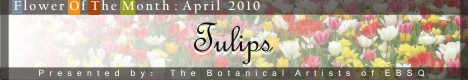 Banner for Flower of the Month: Tulips '10 art show