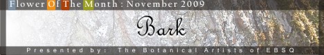 Banner for Flower of the Month: Bark art show