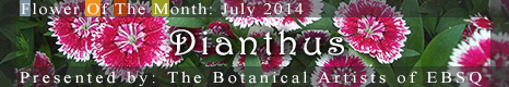 Banner for Flower of the Month: Dianthus art show