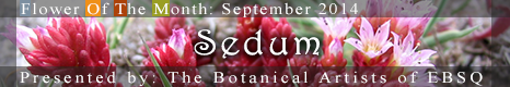 Banner for Flower of the Month: Sedums art show